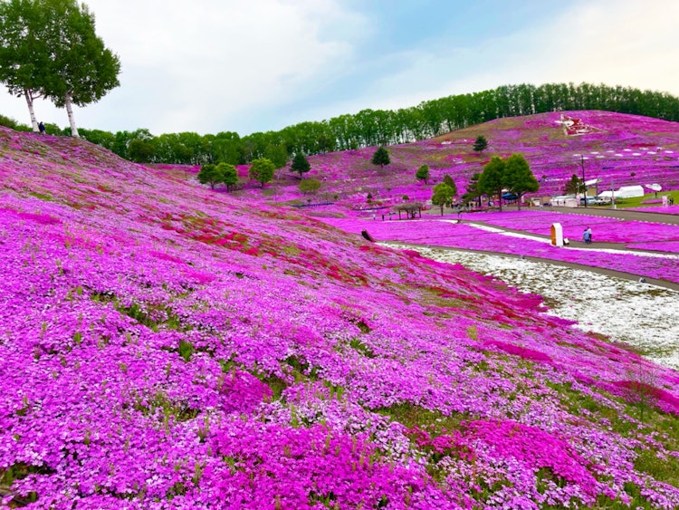 [画像1]ひがしもこと芝桜公園🌸本当に色鮮やかな芝桜のカーペット🩷幸せな空間ですね！後ろの方の木も良い雰囲気を出してます🌳朝早くに行くのがおすすめ🎵