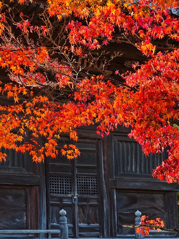 [Image1]Binchuku Branch Temple in Soja City, Okayama Prefecture. Kibiji in autumn is also beautiful with aut