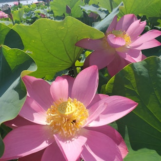 [Image2]Lotus flowers, lotus fields, lotus in rice fields