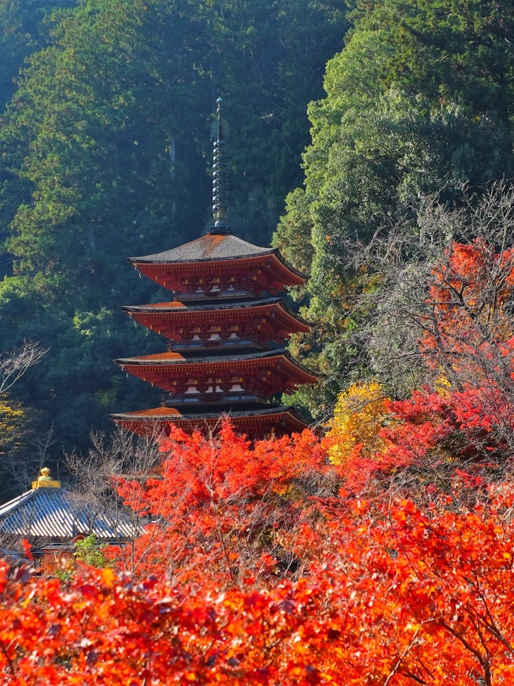 [画像1]奈良の長谷寺を訪れた時に思いましたが、日本の四季を感じる紅葉の中で、日本文化の象徴である社寺の風景は未来に残したい風景です。