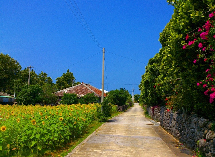 [相片1]我认为在冲绳的老式风景仍然存在的村庄散步是个好主意。