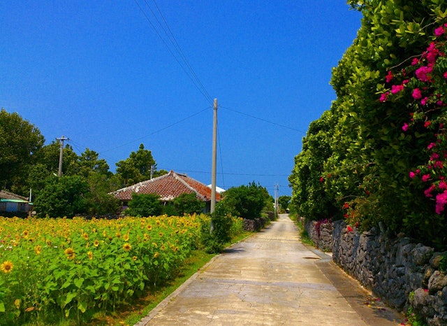 [画像1]沖縄の昔ながらの風景がいまでも残る集落を、散歩なんかしてみるのもいいと思います。