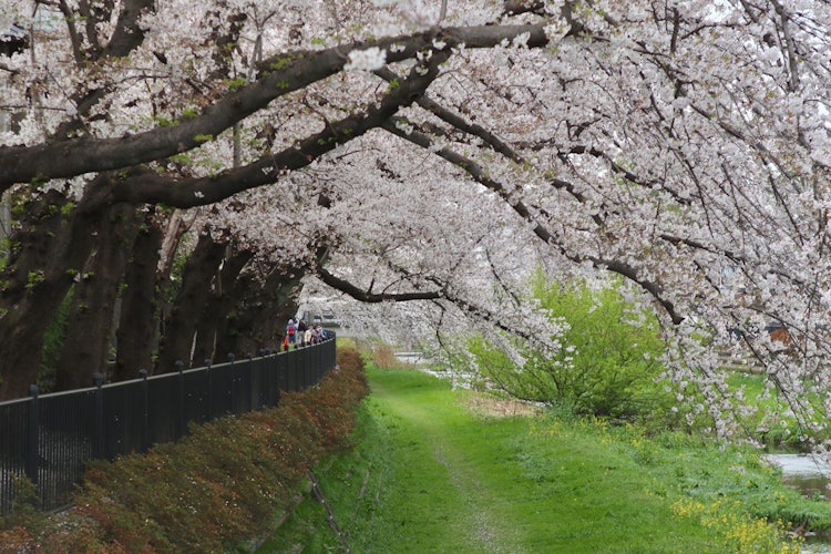 [画像1][撮影場所]東京都調布市野川とても綺麗な桜が魅力的です。
