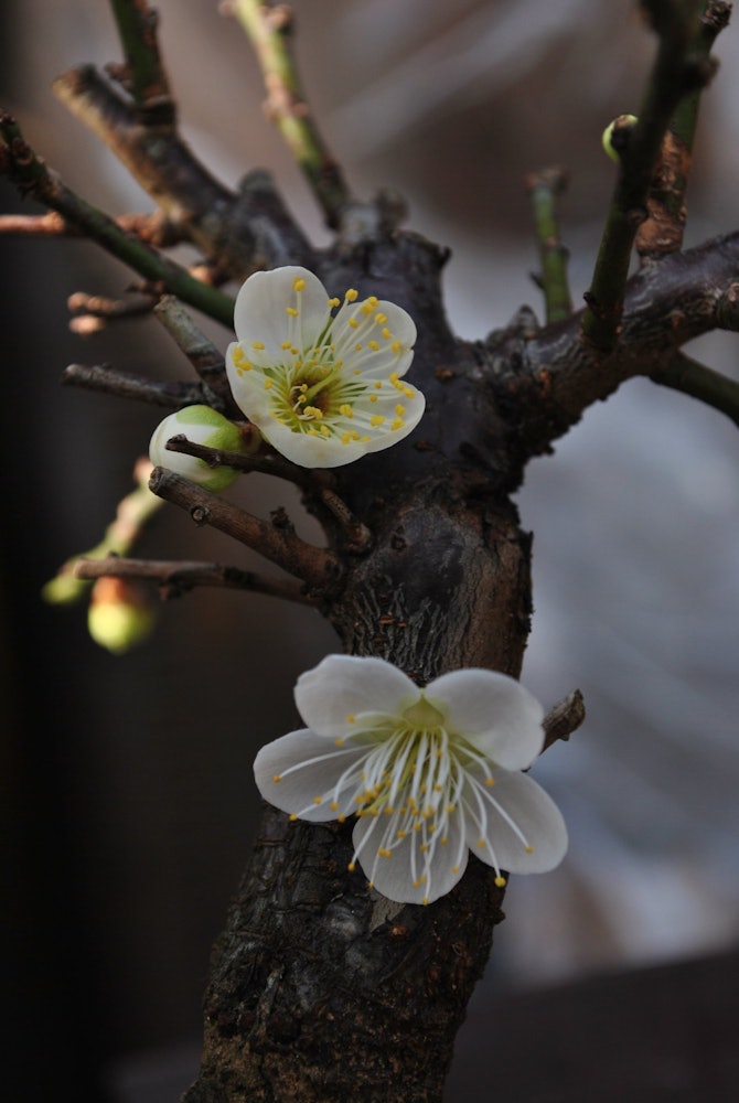 [画像1]おばあちゃんちのお庭にて、盆栽の梅の花が咲いてました。お花が咲くと急に春が来たなってなります。