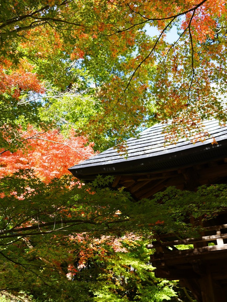 [Image1]Introduce Japan's cool temples & autumn leaves to friends all over the world!It is a two-legged temp
