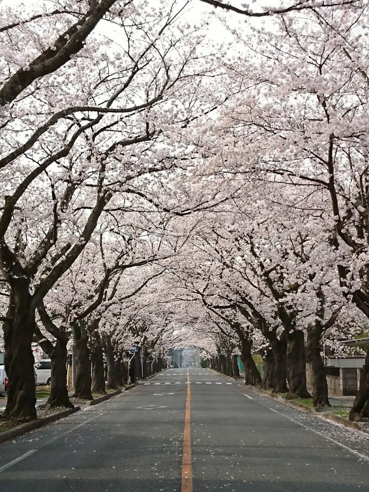 [画像1]東日本大震災から13年が経過しました この写真は2018年4月3日に撮影した福島県富岡町夜の森の桜並木です。東日本大震災で帰宅困難区域になり除染作業が進んでやっとこの年に並木の一部が一般開放されました