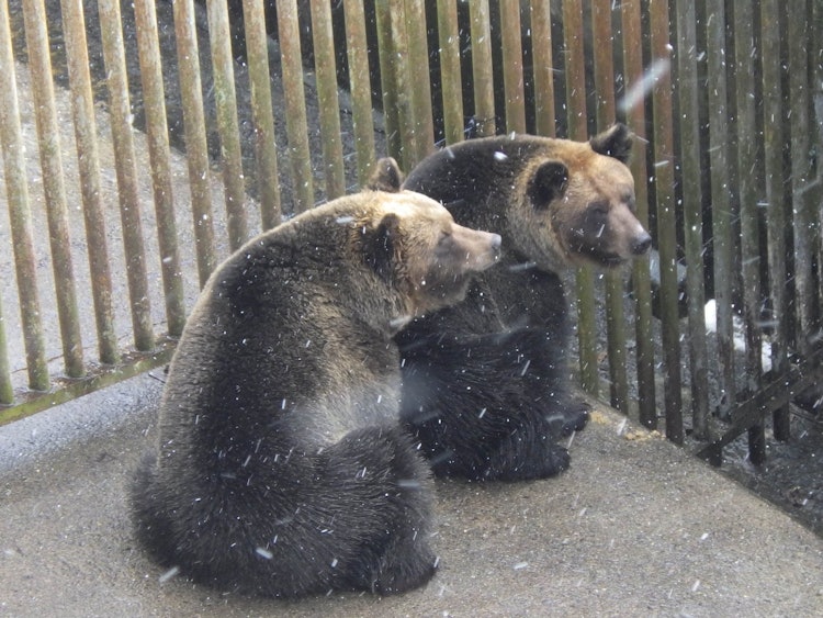 [画像1]双子のクマが何かコソコソと話しています右：ツムギ｢雪たくさん降ってきたね｣左：シズク｢そうだね、これがおやつならなぁ～｣