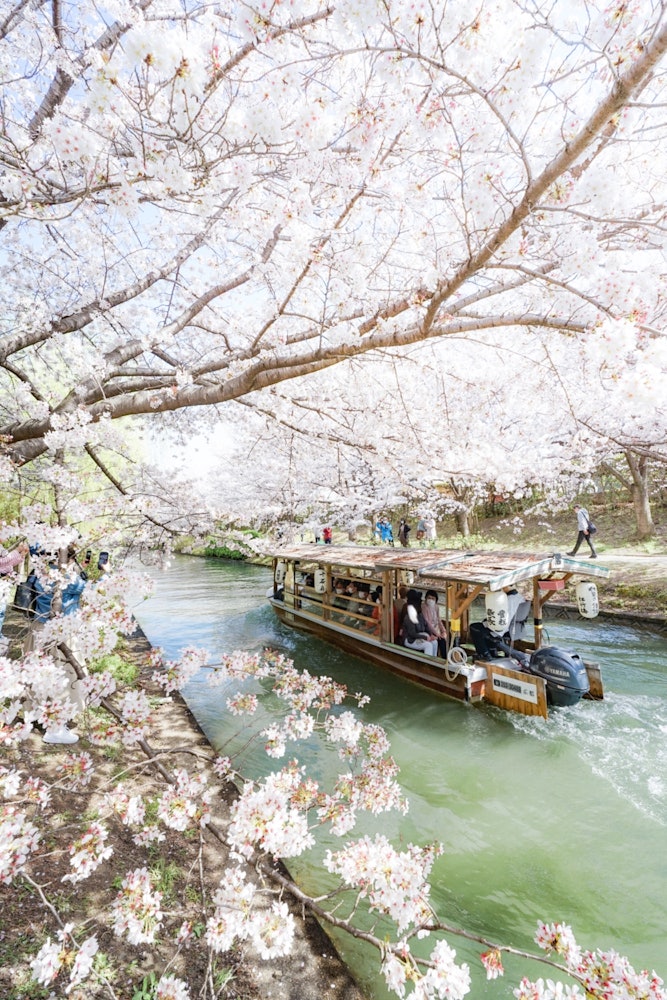 [画像1]京都府は伏見。 あたたかい日差しの中、桜は咲き人は集う。 桜並木の中を舟が駆け抜けていく様子は日本の春を象徴するような光景です。