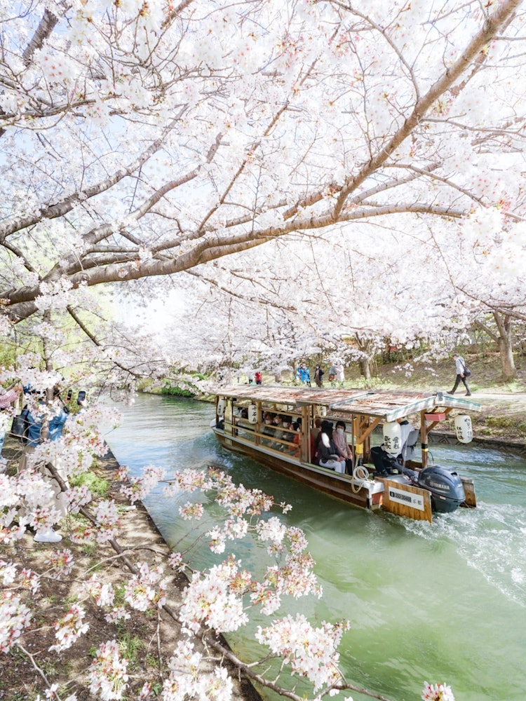[画像1]京都府は伏見。 あたたかい日差しの中、桜は咲き人は集う。 桜並木の中を舟が駆け抜けていく様子は日本の春を象徴するような光景です。