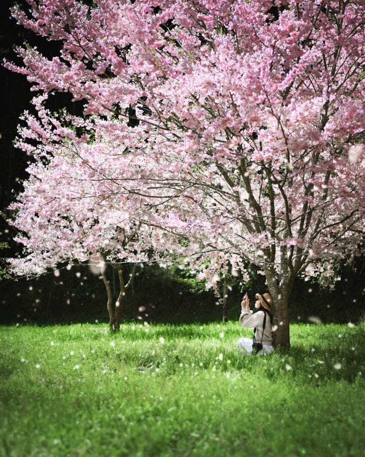 [画像1]広島県 世羅町もう桜も終わりかと思ってたら満開の桜に出会えました😊背景が暗くライトアップされたかのようで雰囲気良かったのでスマホ撮影してる所をほふくでスナップです📸桜吹雪もなかなか良い感じでした。