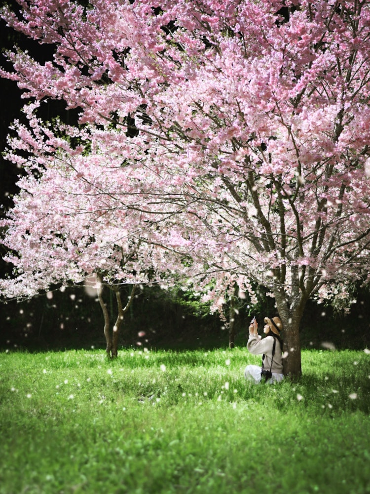 [Image1]Sera, HiroshimaI thought the cherry blossoms were over, but I met 😊 the cherry blossoms in full bloo
