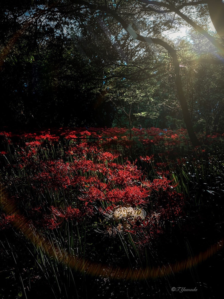 [이미지1]어느 날, 숲에서 ♬소부에, 이나자와, 아이치기소 미카와 공원 와일드 네이처 플라자 (Kiso Mikawa Park Wild Nature Plaza)