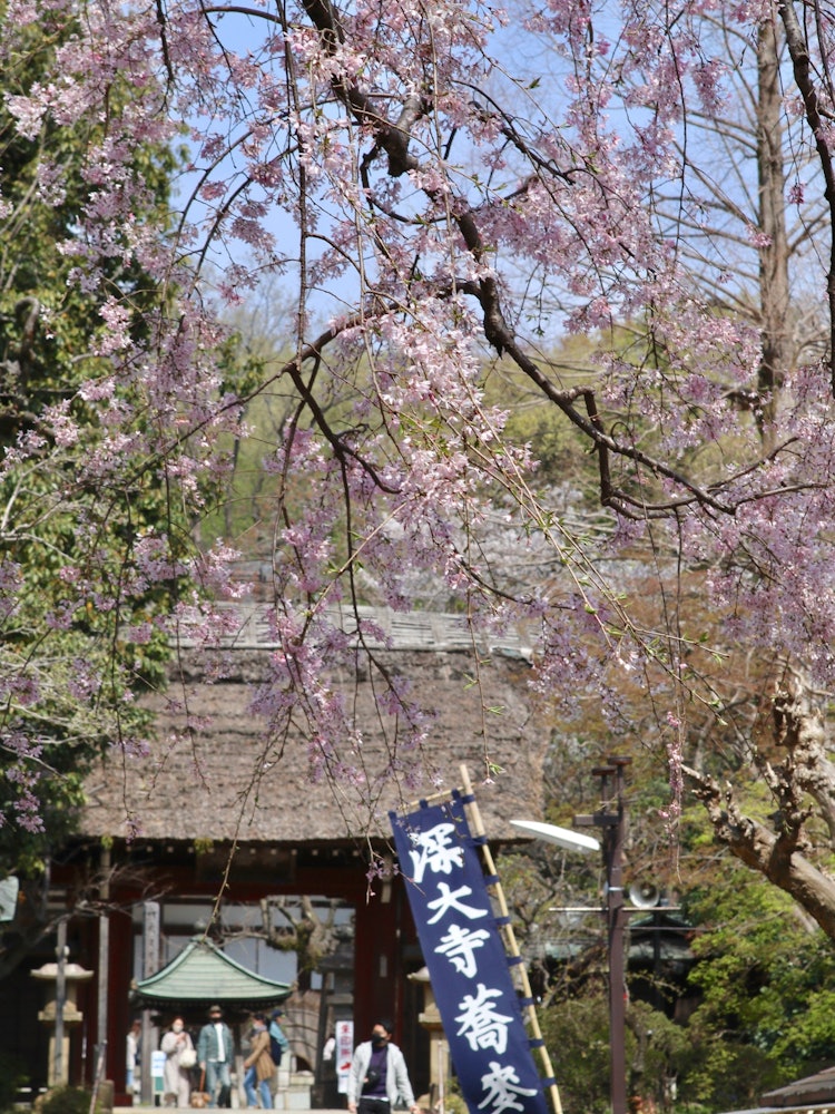 [Image1][Shooting location]Jindaiji Temple, Chofu City, TokyoCherry blossoms at Jindaiji. Jindaiji soba is f