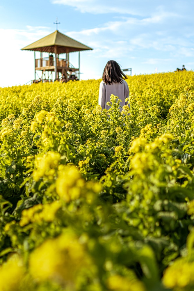 [画像1]菜の花が咲き始めるとビタミンカラーのイエロー効果か急に春めいてきた気がします愛知牧場の一面の菜の花と黄色の屋根のあずまやがとても素敵なロケーションです