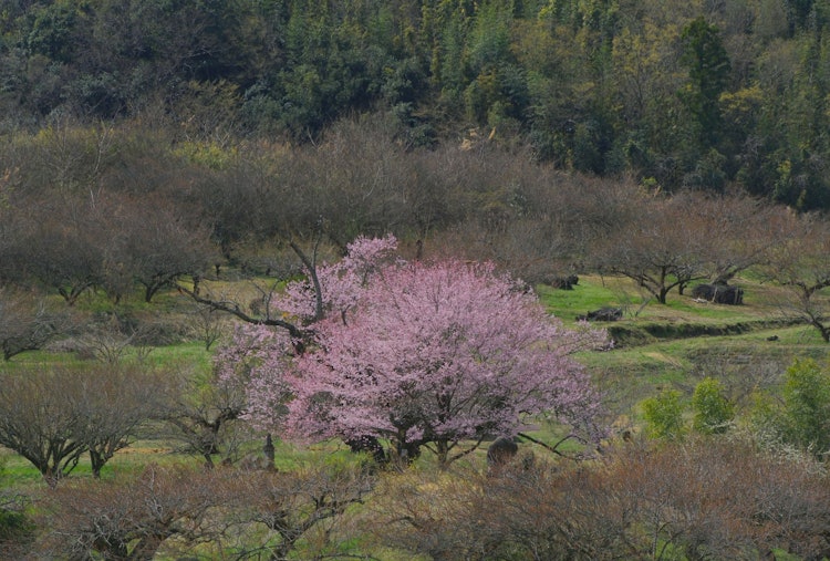 [相片1]摄影师Toshinobu Takeuchi发布的樱花许多老樱树已经枯萎，新的儿童樱花开始生长。群马县安中市上秋和下秋秋天的樱花