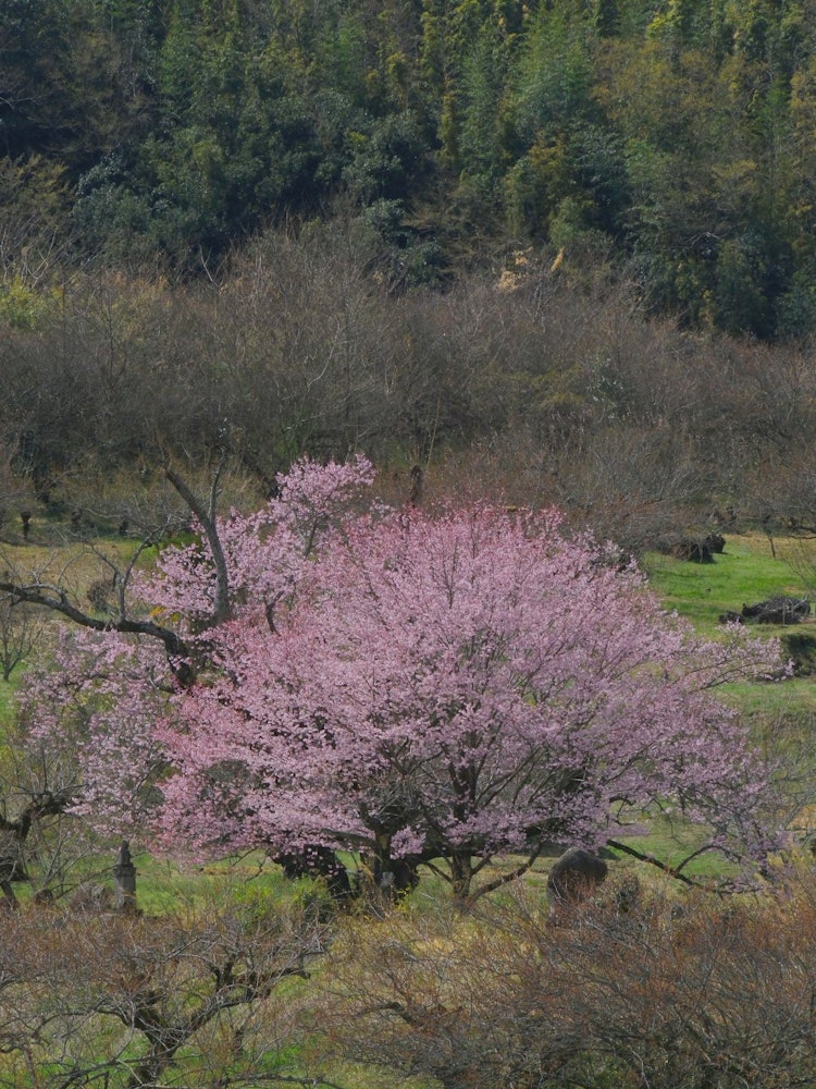 [相片1]攝影師Toshinobu Takeuchi發佈的櫻花許多老櫻樹已經枯萎，新的兒童櫻花開始生長。群馬縣安中市上秋和下秋秋天的櫻花