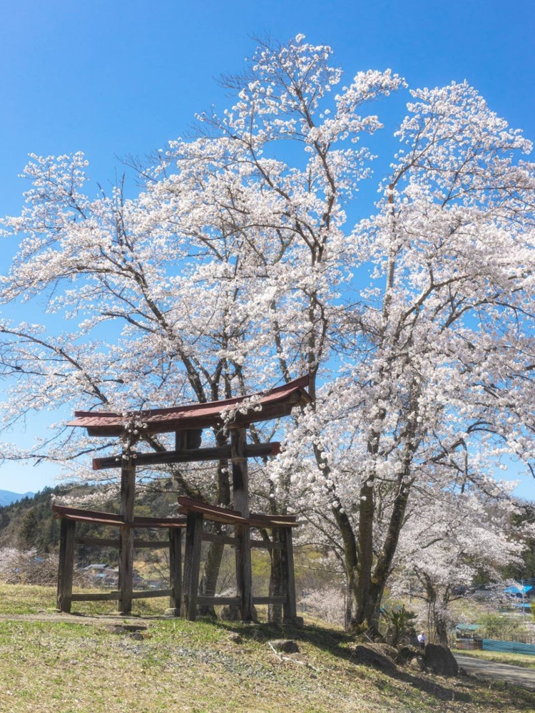 [이미지1]🌸 도리이(鳥居 신사 입구에 세운 기둥 문)를 감싸고 있는 왕벚나무사이타마현에 있는 작은 사찰입니다.매년 도리이 문 뒤에서 일본 왕벚나무이 꽃을 피워 도리이(鳥居 신사 입구에 세운