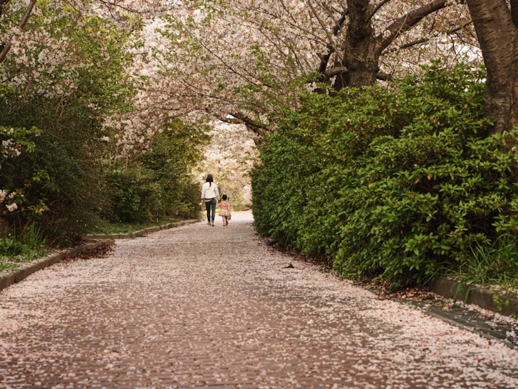 [Image1]Walk on a spring dayIt was a walking path where time flowed