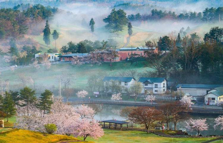 [画像1]「桜と雲海」この場所は秋田県横手市大森町の大森リゾート村です！ここは秋と春に雲海が見れる自然豊かな公園です。
