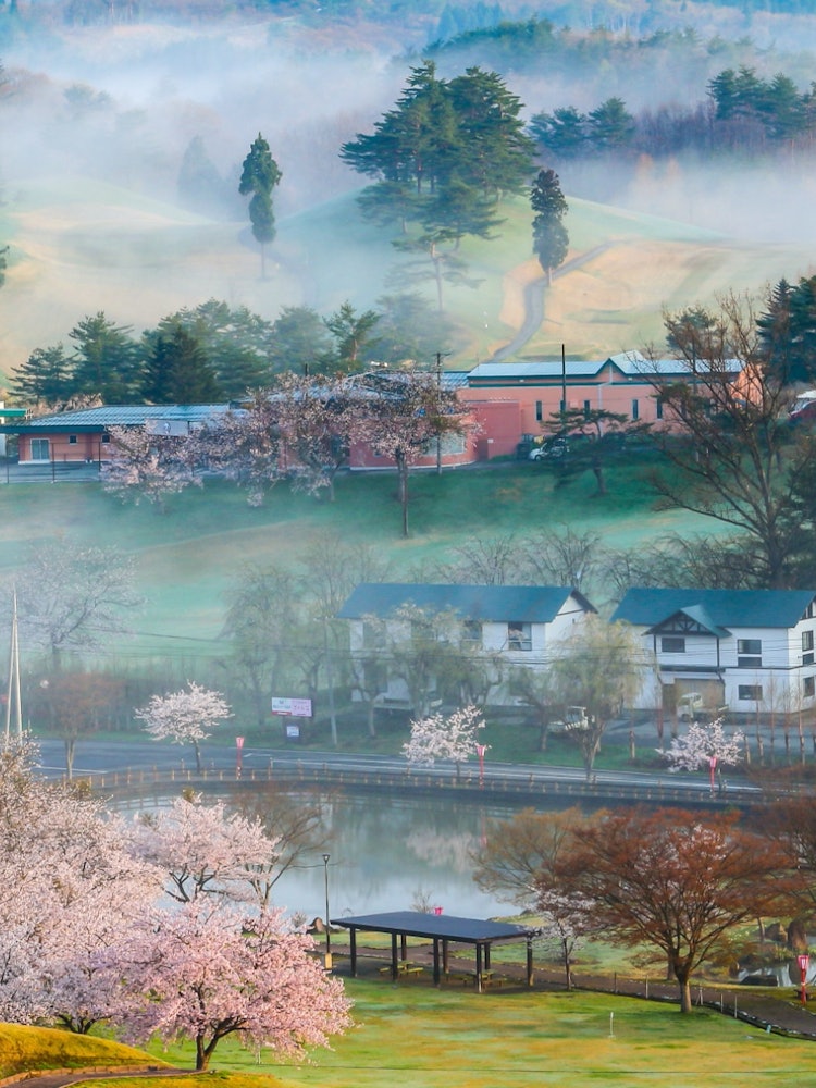 [相片1]“櫻花和雲之海”這個地方是秋田縣橫手市大森町的大森度假村！這是一個自然豐富的公園，您可以在秋天和春天看到雲海。