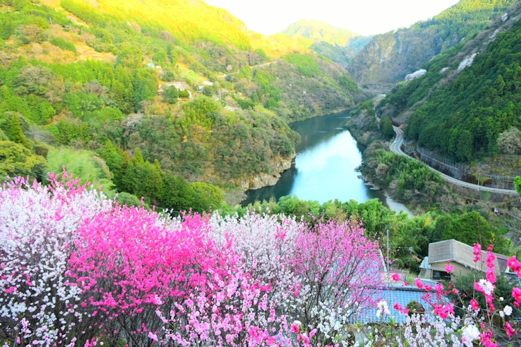 [相片1]这是一个叫花里的地方，位于高知县仁淀川町。因为它位于山坡上，所以您可以从山路上看到美丽的樱花和桃子！这张照片仿佛从花村往下看，与周围的群山形成鲜明对比。