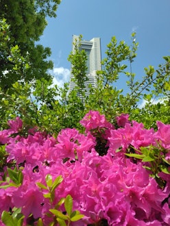 [이미지2]활짝 핀 철쭉 너머로 랜드마크 타워가 얼굴을 드러냈다.상쾌한 봄의 분위기를 만끽할 수 있었던 요코하마에서의 산책이었습니다.