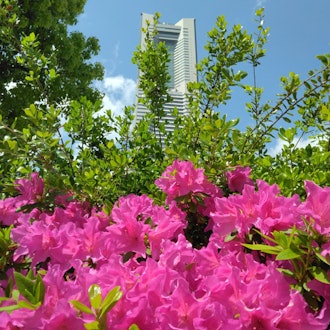 [Image2]Beyond the blooming azaleas, the Landmark Tower showed its face.It was a walk in Yokohama where I wa