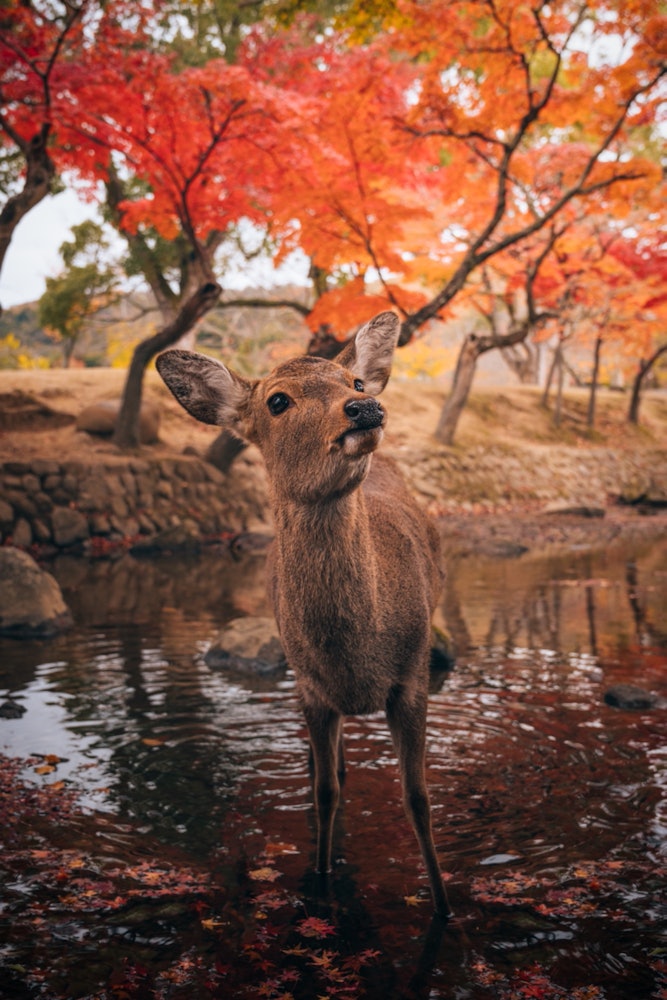 [相片1]秋叶和鹿