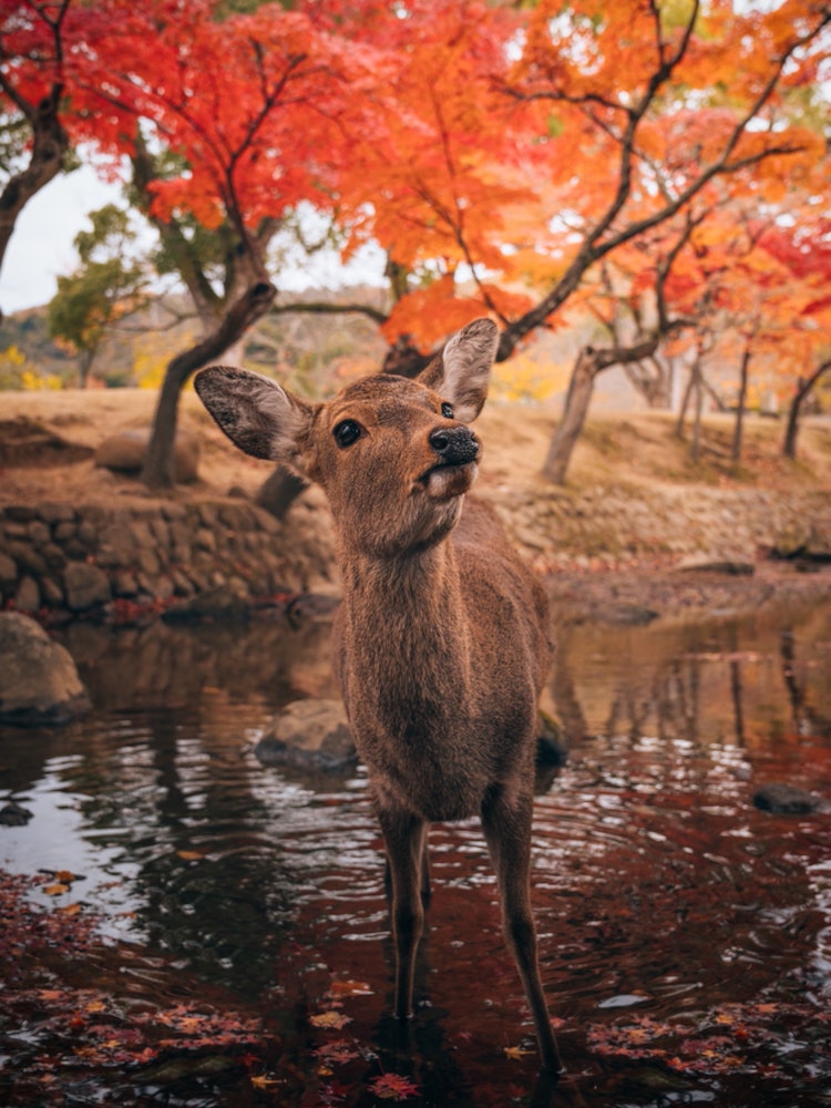 [Image1]Autumn leaves and deer