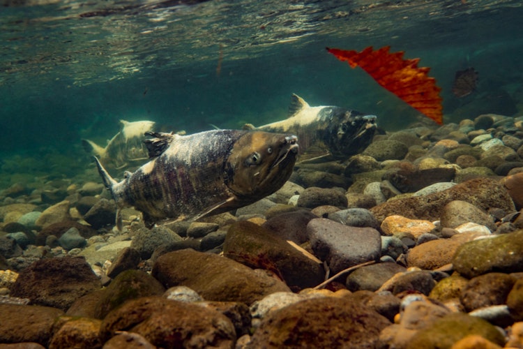 [相片1]秋天，鮭魚回到北海道的河流。 生命的接力發生了。