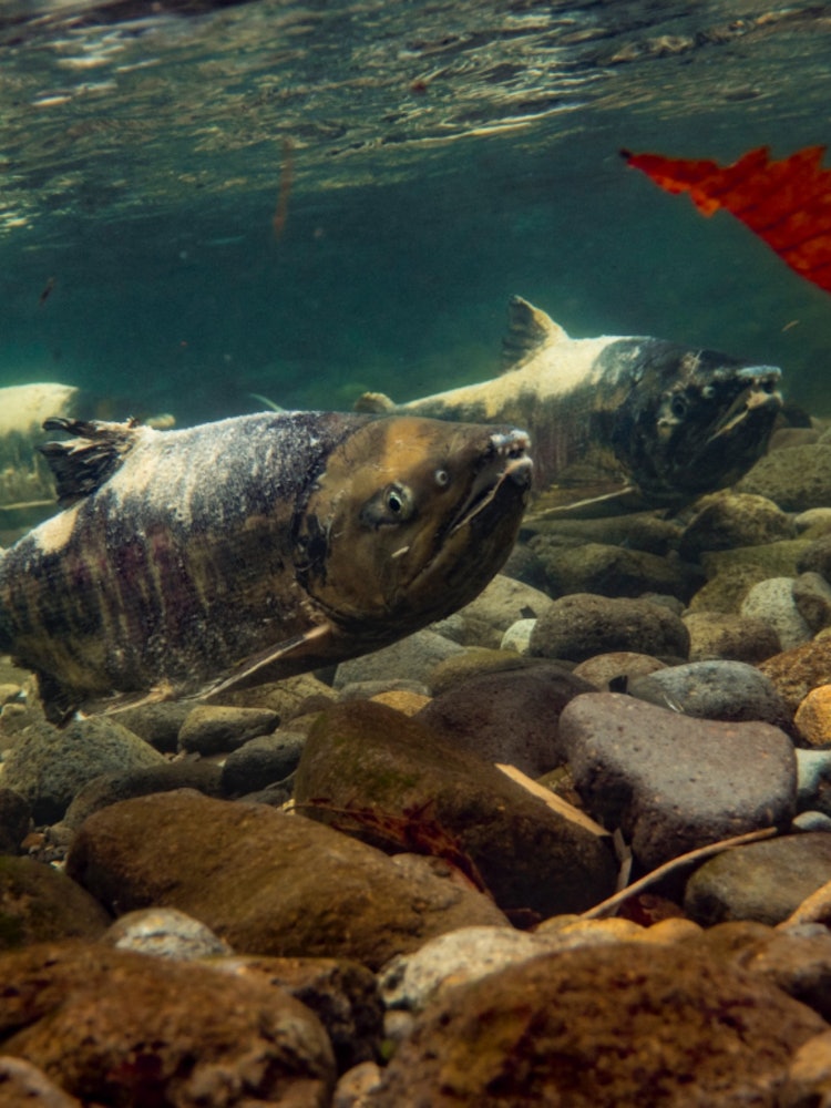 [相片1]秋天，鲑鱼回到北海道的河流。 生命的接力发生了。