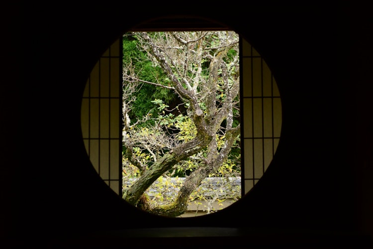 [画像1]京都の南にある泉涌寺の別院、雲龍院の丸窓を切り取ってました。泉涌寺は格式が高く立派なお寺ですが、交通の便がやや悪いせいか、観光客が意外と少なく、穴場のお寺です。雲龍院は門を入ってから本堂に向かわず、右