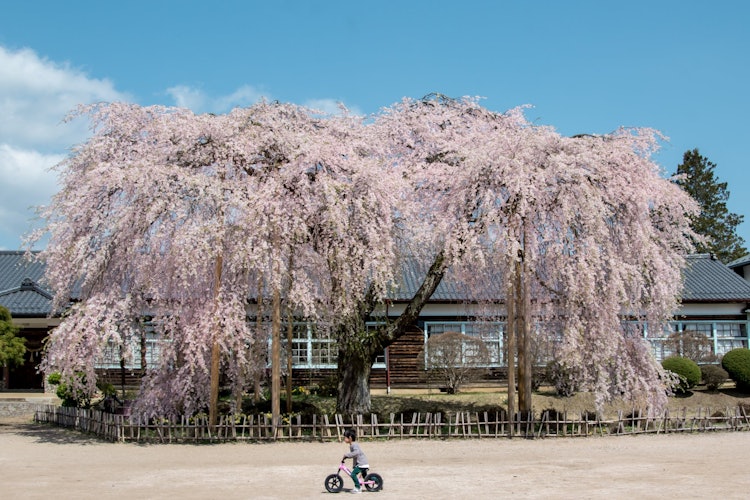 [画像1]長野県飯田市にある杵原学校映画のロケ地に使われたり大きなしだれ桜と木造校舎がノスタルジーな雰囲気で力強い絶景とは違う、見る人をほっとさせる素晴らしいロケーションです今年もまた満開の桜に合うのが楽しみで