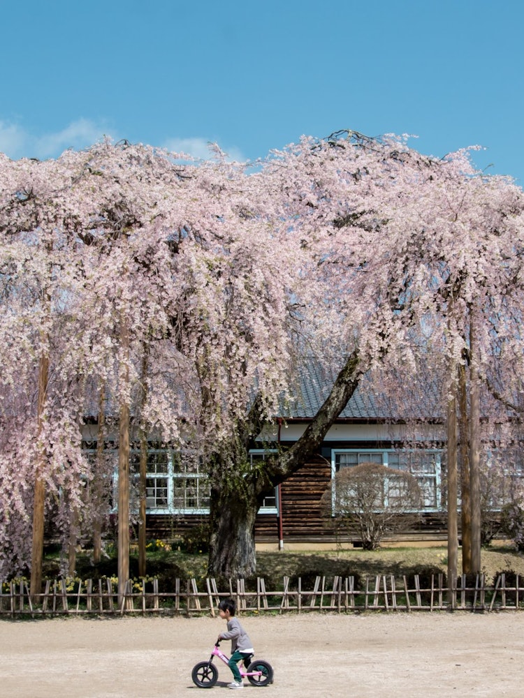 [相片1]长野县饭田市的木原学校这是一个美妙的位置，会让观众放松，与用作电影拍摄地的大型垂枝樱花和木制学校建筑的强烈景色不同。我期待着今年再次看到樱花盛开。