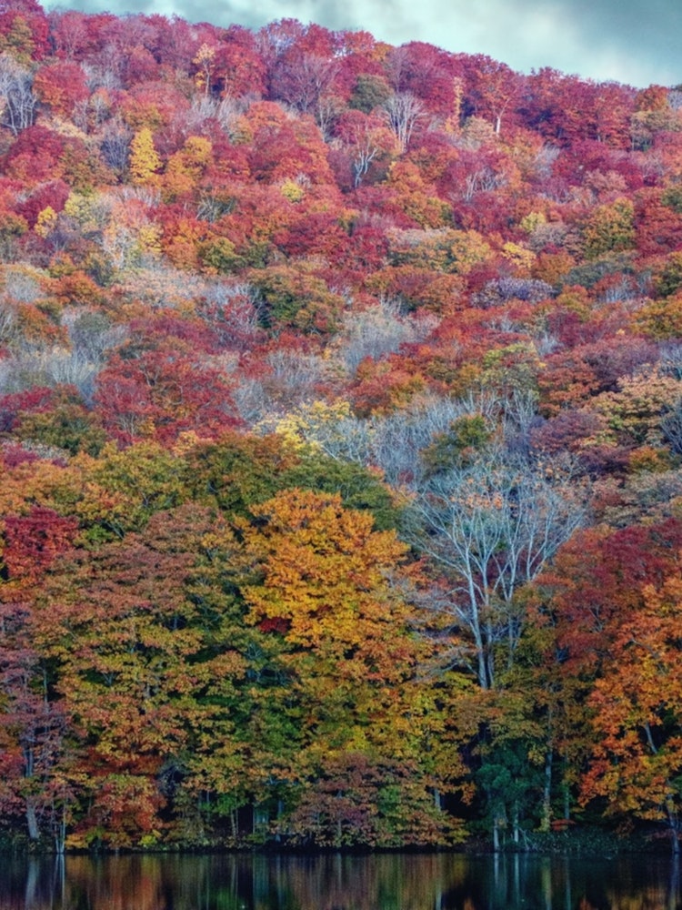[Image1]This is the autumn foliage scenery of Tsutanuma near Tsuta Onsen in Aomori Prefecture. It is a spot 