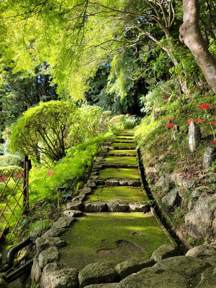 [画像1]奈良県九品寺にて。苔蒸した参道。