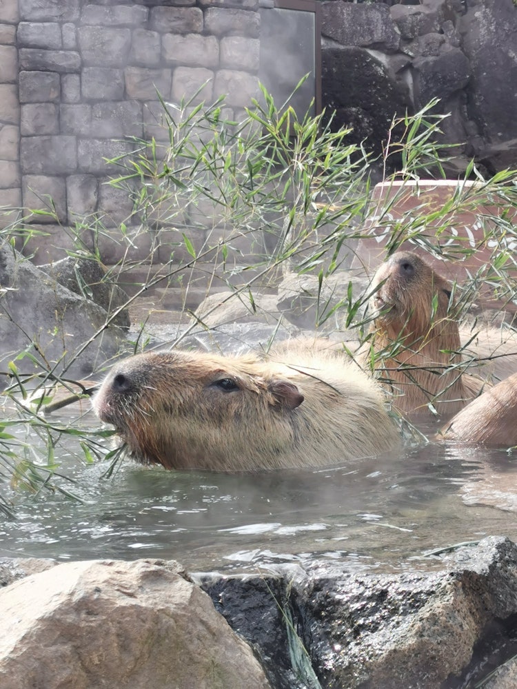 [画像1]伊豆シャボテン動物公園で元祖カピバラ温泉見てきました( ^)o(^ )この日は笹の湯デーで、飼育員さんから笹を投下されカピバラさんたちモリモリ食べてました(*´艸｀*)