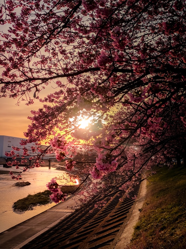 [이미지1]오토가와의 봄날 아침아이치현 오카자키시 오토가와