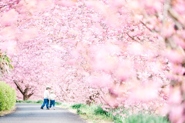 [画像1]今年の春に子供達と撮ったお気に入りです圧巻の桜並木が夢のような景色でした次の春も必ず行きたい場所になりました