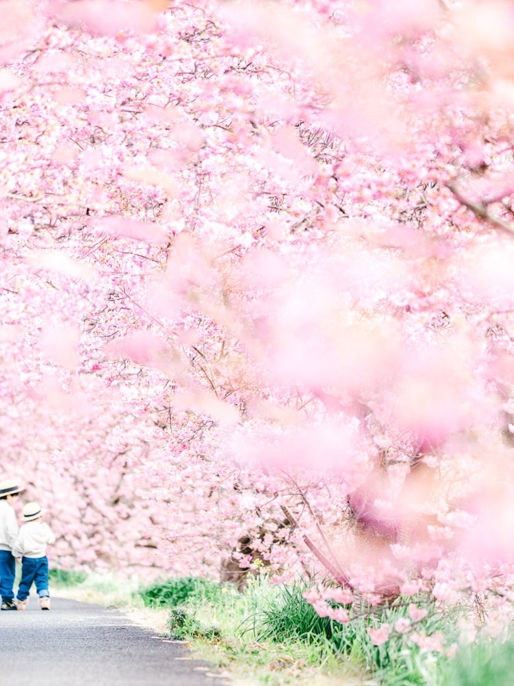 [이미지1]이번 봄에 아이들과 함께 찍은 사진 중 가장 좋아하는 사진입니다아름다운 벚꽃 나무는 꿈만 같았습니다내년 봄에 꼭 가보고 싶은 곳이되었습니다