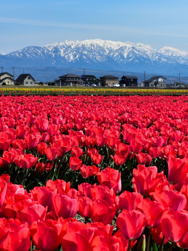 [画像1]チューリップは時代を超越した美しさです。鮮やかな色、優雅な形、ほのかな香りで、世界で最も愛されている花の1つになりました。富山への訪れでは、日本最大級のチューリップ畑である入善花畑に行きました。雪をか