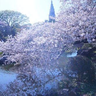 [相片2]日本之春在新宿御苑散步时拍摄的。
