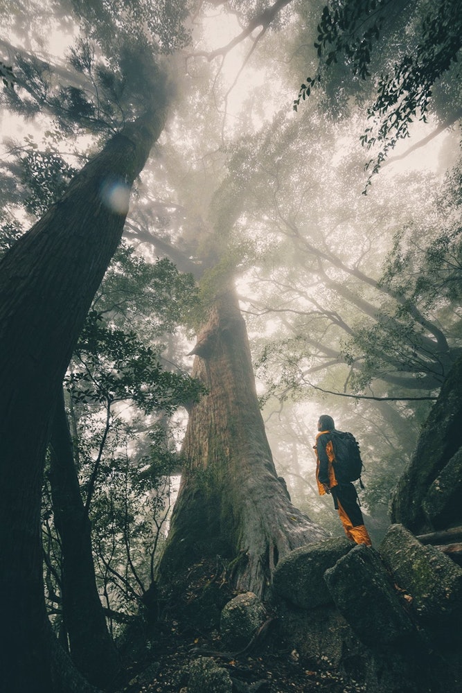 [画像1]神秘的な屋久杉の森雨の中10時間以上のトレッキングは大変でしたが素晴らしい経験をしました。Canon eos 5d + ef24-70mm f2.8 Lightroom
