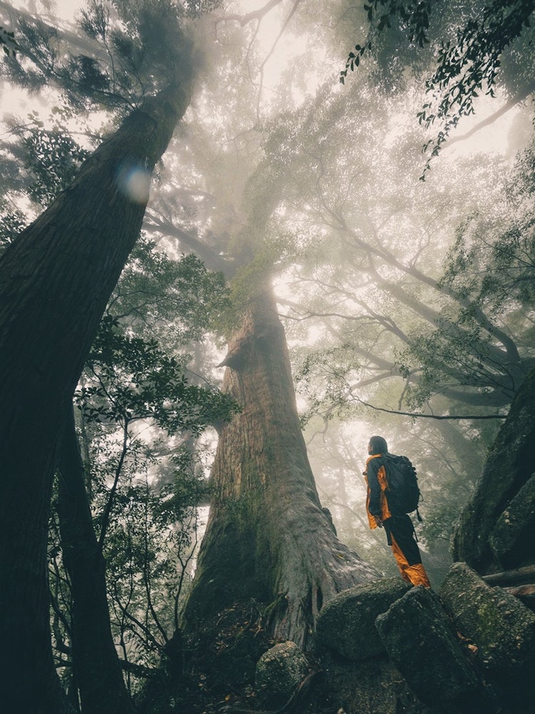 [画像1]神秘的な屋久杉の森雨の中10時間以上のトレッキングは大変でしたが素晴らしい経験をしました。Canon eos 5d + ef24-70mm f2.8 Lightroom