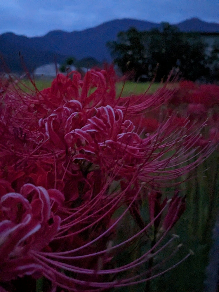 [Image1]It was swaying slightly in the night breeze.This is a photo of red spider liliies taken during an ev