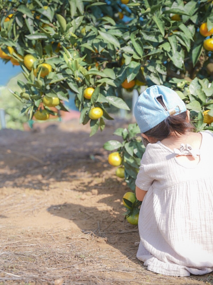 [相片1]海景橘子采摘一边看风景✨ 最好吃自己吃的橘子