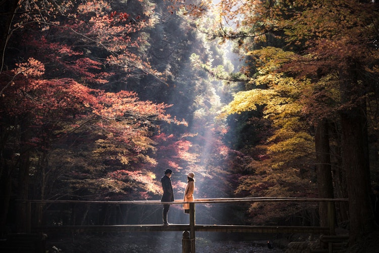 [画像1]小國神社の紅葉です。朝の30分ほどだけ綺麗に光芒が入る時間があり、とても神秘的な光景となります。 (モデルは友人です。 )