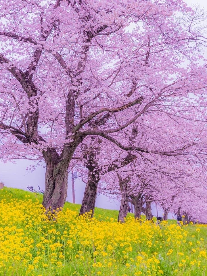 [画像1]春といえば菜の花と桜いろんなところで撮りたいコラボRape blossoms and cherry blossoms.I want to take this collaboration picture