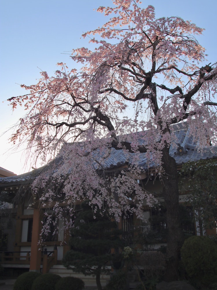 [Image1][Shooting location]Koshoji Temple, Chofu City, TokyoTaken in the evening. The drooping cherry blosso