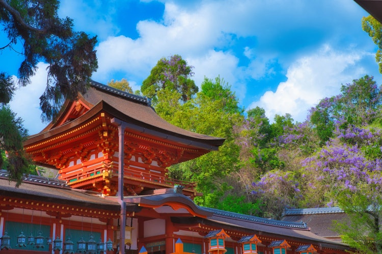 [画像1]奈良の春日大社です。朱色の中門と季節の花、藤との色のコントラストが美しかったです。